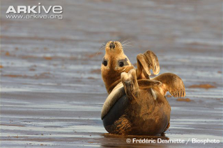 Illustration for article titled Pinnipednesday - Phoca vitulina Edition